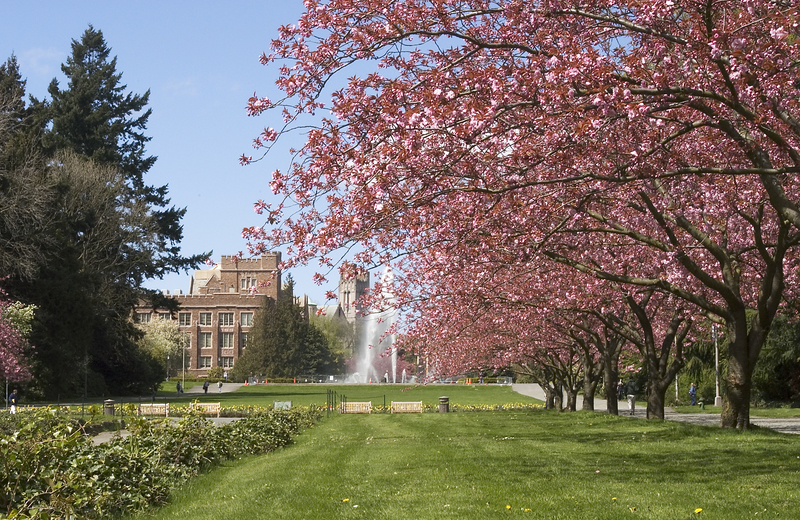 UW campus with cherry trees